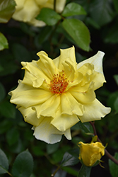 Golden Showers Rose (Rosa 'Golden Showers') at GardenWorks