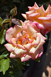 Sheila's Perfume Rose (Rosa 'Sheila's Perfume') at GardenWorks