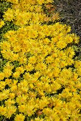 Yellow Ice Plant (Delosperma nubigenum) at GardenWorks