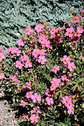 Wisley Pink Rock Rose (Helianthemum nummularium 'Wisley Pink') at GardenWorks