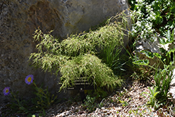 Trost's Dwarf European Birch (Betula pendula 'Trost's Dwarf') at GardenWorks