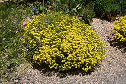 Basket Of Gold Alyssum (Aurinia saxatilis 'Basket Of Gold') at GardenWorks