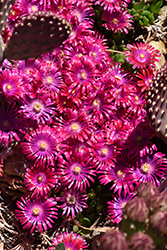 Jewel Of Desert Garnet Ice Plant (Delosperma 'Jewel Of Desert Garnet') at GardenWorks