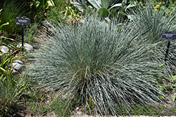 Saphirsprudel Blue Oat Grass (Helictotrichon sempervirens 'Saphirsprudel') at GardenWorks