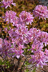 Orchid Lights Azalea (Rhododendron 'Orchid Lights') at GardenWorks