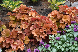 Northern Exposure Amber Coral Bells (Heuchera 'TNHEUNEA') at GardenWorks