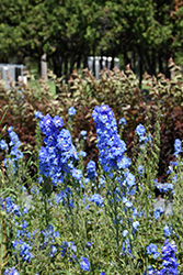 Blue Fountains Larkspur (Delphinium 'Blue Fountains') at GardenWorks