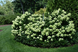 Little Lime Hydrangea (Hydrangea paniculata 'Jane') at GardenWorks