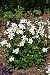 Wild Swan Anemone (Anemone 'Macane001') at GardenWorks