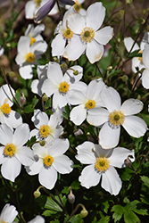 Wild Swan Anemone (Anemone 'Macane001') at GardenWorks