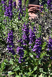 Pike's Peak Purple Beard Tongue (Penstemon x mexicali 'Pike's Peak Purple') at GardenWorks