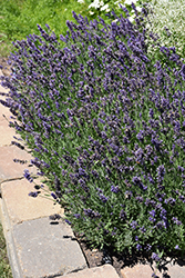 Ellagance Purple Lavender (Lavandula angustifolia 'Ellagance Purple') at GardenWorks