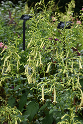 Moonraker Cape Fuchsia (Phygelius 'Moonraker') at GardenWorks