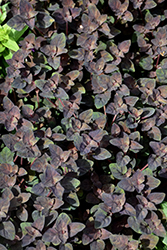 Persian Chocolate Loosestrife (Lysimachia congestiflora 'Persian Chocolate') at GardenWorks
