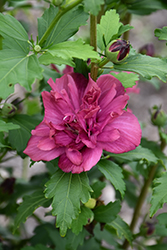 Collie Mullens Rose Of Sharon (Hibiscus syriacus 'Collie Mullens') at GardenWorks