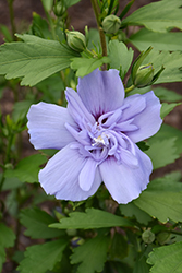 Blue Chiffon Rose of Sharon (Hibiscus syriacus 'Notwoodthree') at GardenWorks