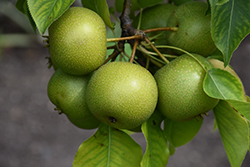 20th Century Pear (Pyrus pyrifolia 'Nijisseiki') at GardenWorks