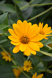 False Sunflower (Heliopsis helianthoides) at GardenWorks