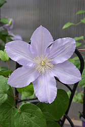 Silver Moon Clematis (Clematis 'Silver Moon') at GardenWorks