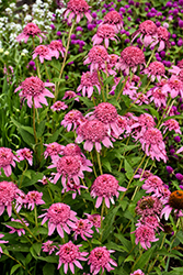 Cone-fections Pink Double Delight Coneflower (Echinacea purpurea 'Pink Double Delight') at GardenWorks