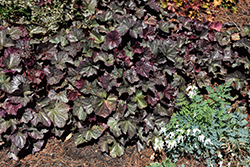 Northern Exposure Silver Coral Bells (Heuchera 'TNHEUNES') at GardenWorks