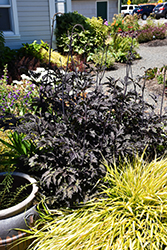 Black Negligee Bugbane (Actaea racemosa 'Black Negligee') at GardenWorks