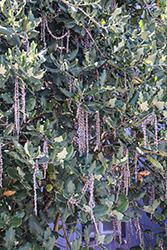 Silk Tassel Bush (Garrya elliptica) at GardenWorks