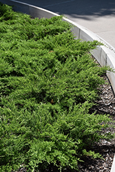 Broadmoor Juniper (Juniperus sabina 'Broadmoor') at GardenWorks