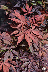 Purple-Leaf Japanese Maple (Acer palmatum 'Atropurpureum') at GardenWorks