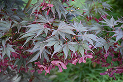 Red Dawn Full Moon Maple (Acer shirasawanum 'Red Dawn') at GardenWorks