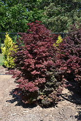 Twombly's Red Sentinel Japanese Maple (Acer palmatum 'Twombly's Red Sentinel') at GardenWorks