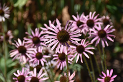 Rocky Top Coneflower (Echinacea tennesseensis 'Rocky Top') at GardenWorks